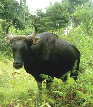 'Save the Banteng at all costs' call